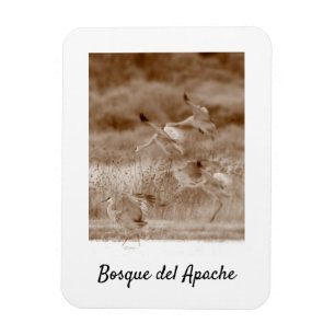 Dance of the Cranes, Bosue del Apache Magnet