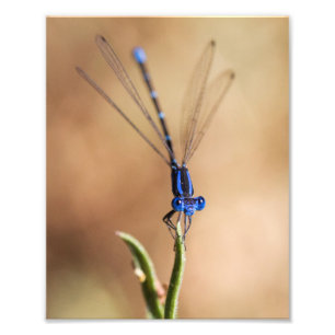 Dance of the damselfly photo print