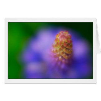 Dance of the Lupine