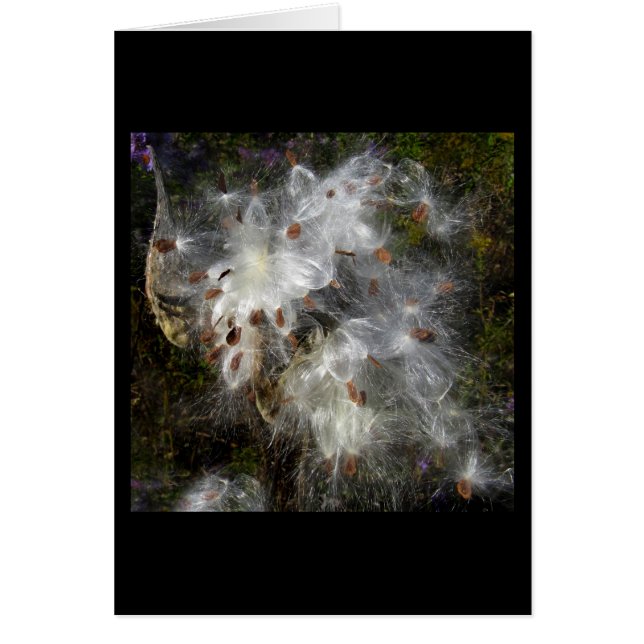 Dance of the Sugar Plum Fairies (Front)