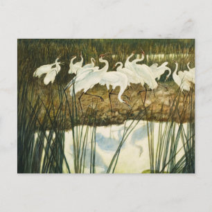 Dance of the Whooping Cranes, 1939 by N. C. Wyeth Postcard