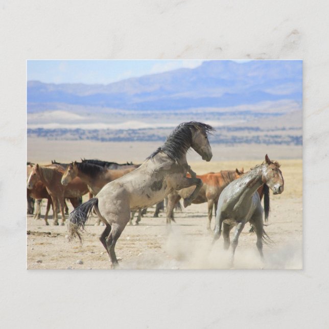 Dances With Hooves Postcard (Front)