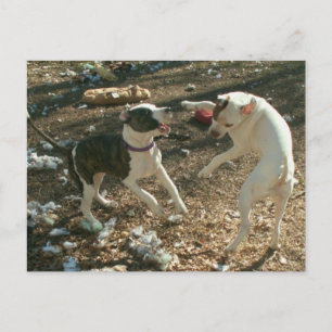 dancin days postcard