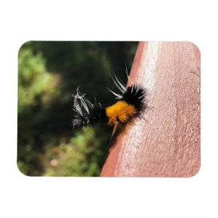 Dancing Caterpillar Magnet