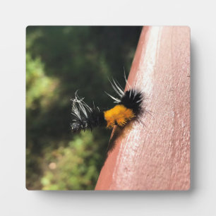 Dancing Caterpillar Plaque