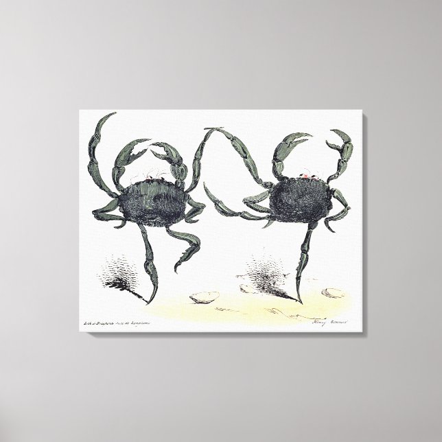 Dancing Crabs On Cloth Canvas Print (Front)