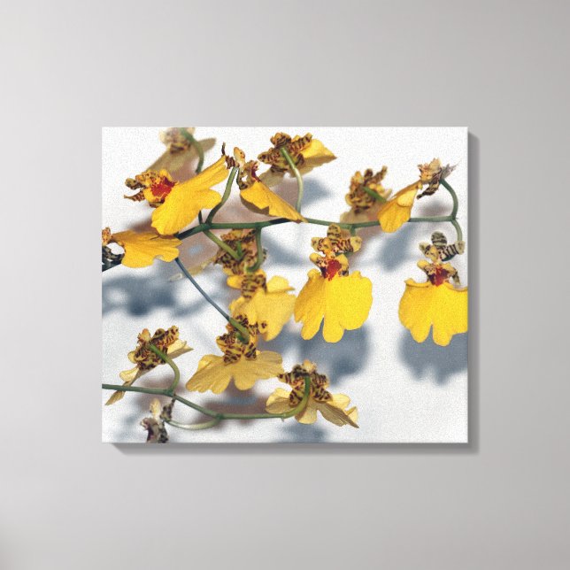 Dancing Lady Yellow Oncidium Orchids Canvas Print (Front)