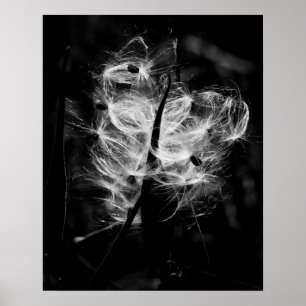 Dancing milkweed poster