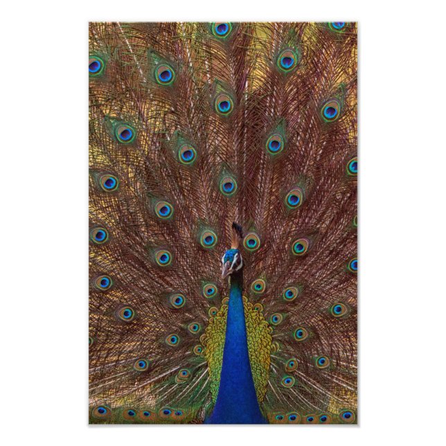 Dancing Peacock (Portrait) Photo Print (Front)