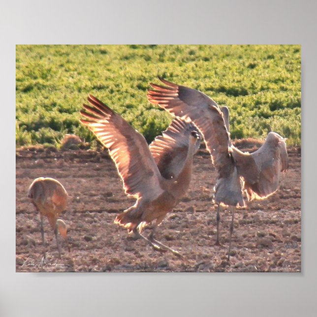 Dancing Sandhills Cranes Poster (Front)