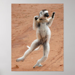 Dancing Sifaka Lemur Poster