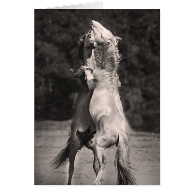 Dancing Stallions (Front)