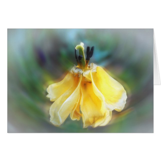 Dancing Tulip (Front Horizontal)