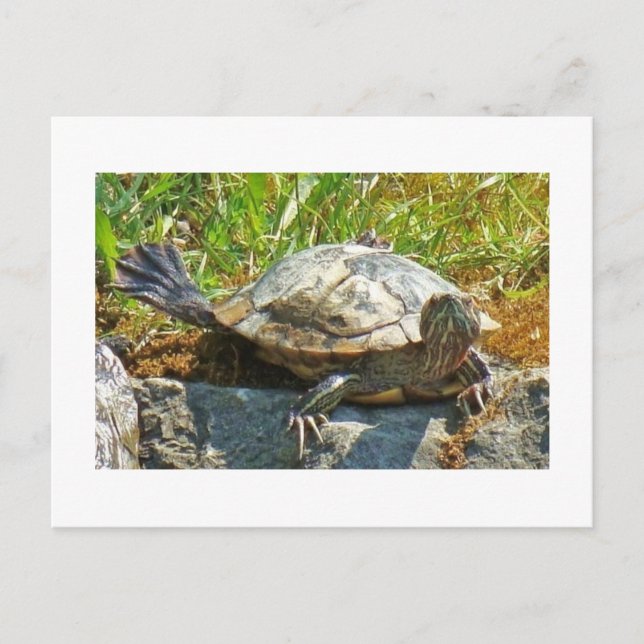Dancing turtle - Postcard (Front)