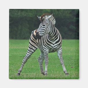Dancing Zebra magnet
