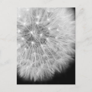 Dandalion Postcard