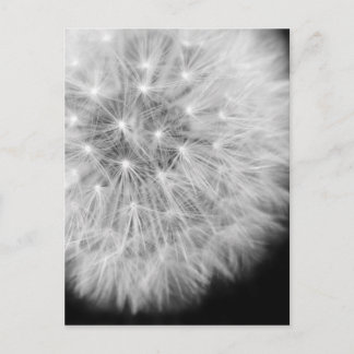Dandalion Postcard