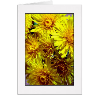 Dandelion