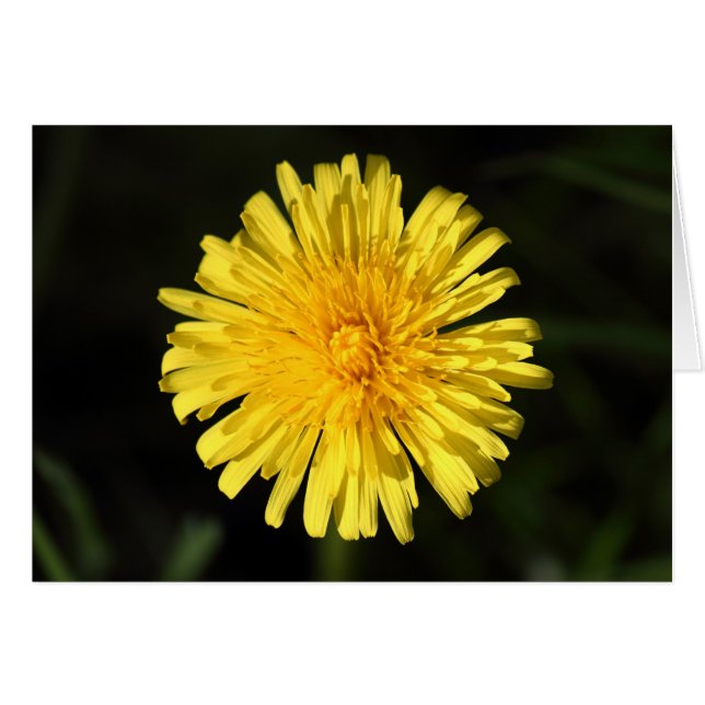 Dandelion (Front Horizontal)