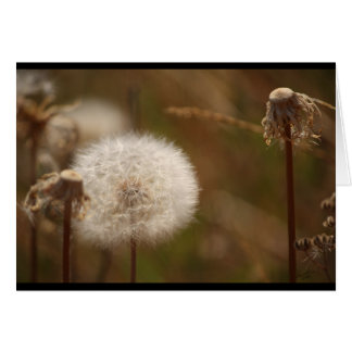 Dandelion