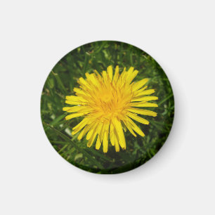 Dandelion#2 Magnet
