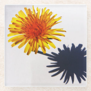 Dandelion and Shadow coastercna Glass Coaster