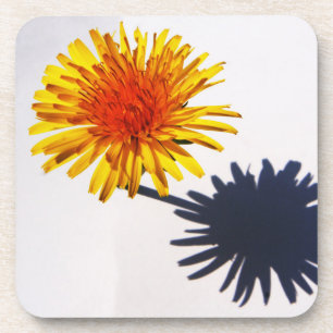 Dandelion and Shadow coastercnm Coaster