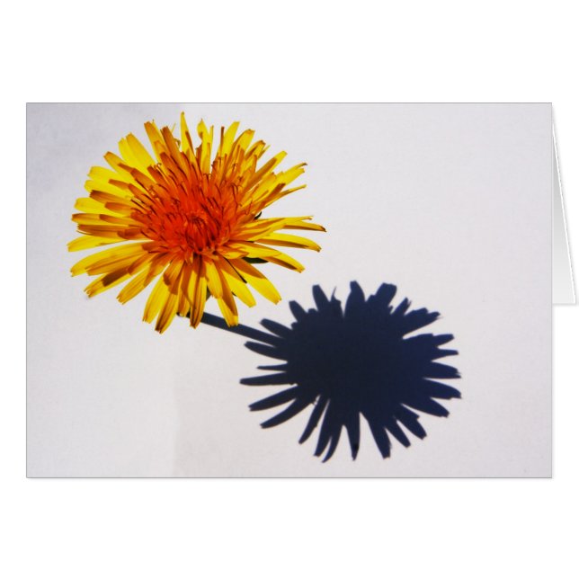 Dandelion and Shadow gca (Front Horizontal)