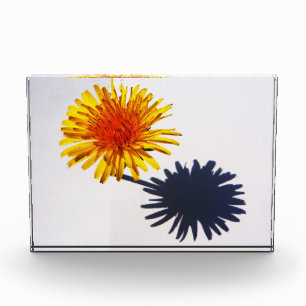 Dandelion and Shadow pbcnm Photo Block