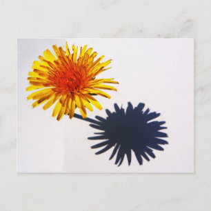 Dandelion and Shadow pccnm Postcard