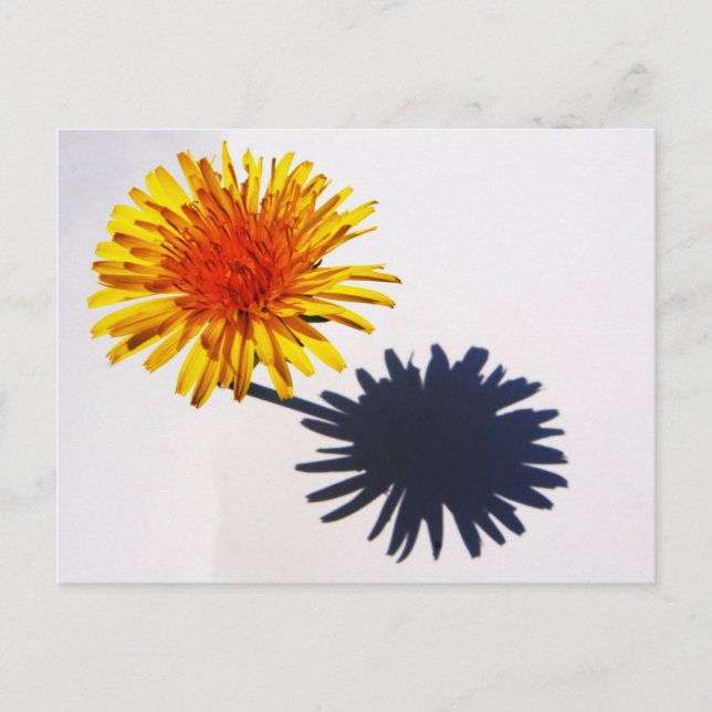 Dandelion and Shadow pccnm Postcard (Front)