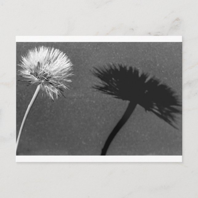 Dandelion and shadow postcard (Front)