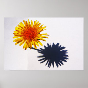 Dandelion and Shadow wapcn Poster