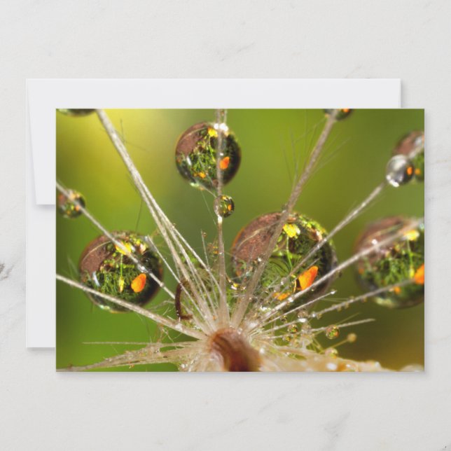 Dandelion And Water Droplets Card (Front)