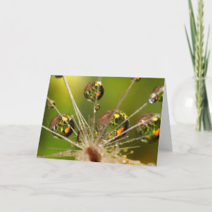 Dandelion And Water Droplets Card