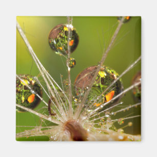 Dandelion And Water Droplets Magnet