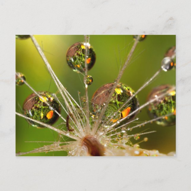 Dandelion And Water Droplets Postcard (Front)