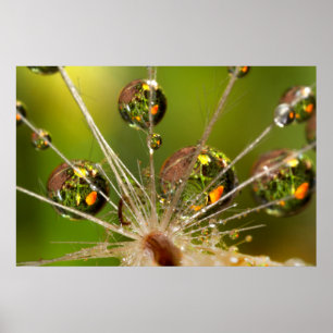 Dandelion And Water Droplets Poster