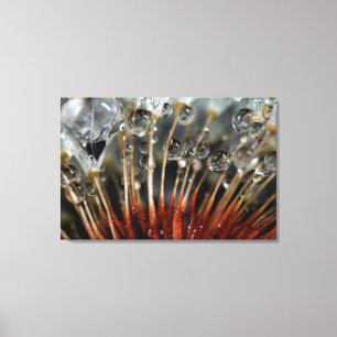 Dandelion and water drops, CA Canvas Print