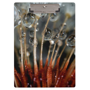 Dandelion and water drops, CA Clipboard