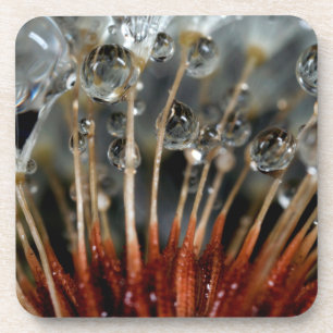 Dandelion and water drops, CA Coaster