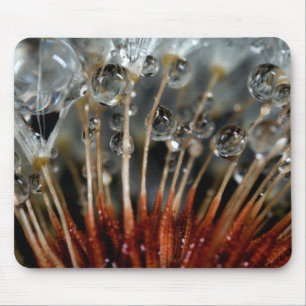 Dandelion and water drops, CA Mouse Mat