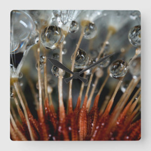 Dandelion and water drops, CA Square Wall Clock