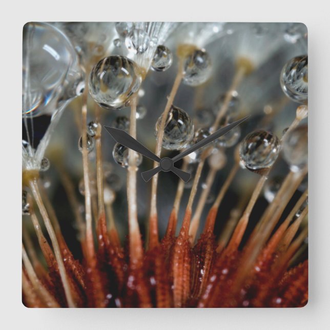 Dandelion and water drops, CA Square Wall Clock (Front)