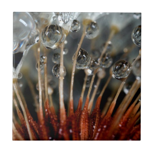 Dandelion and water drops, CA Tile (Front)