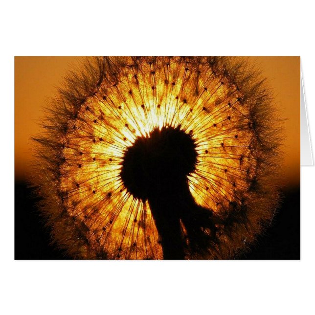 Dandelion at Sunset (Front Horizontal)