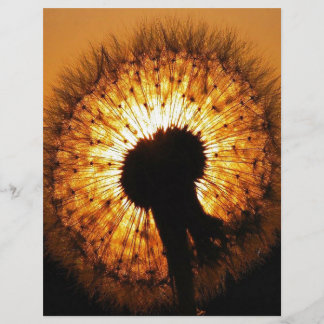 Dandelion at Sunset