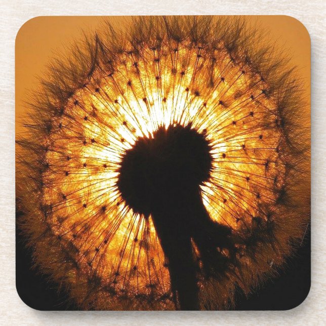 Dandelion at Sunset Coaster (Front)