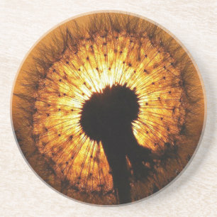 Dandelion at Sunset Coaster