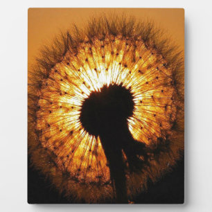 Dandelion at Sunset Plaque